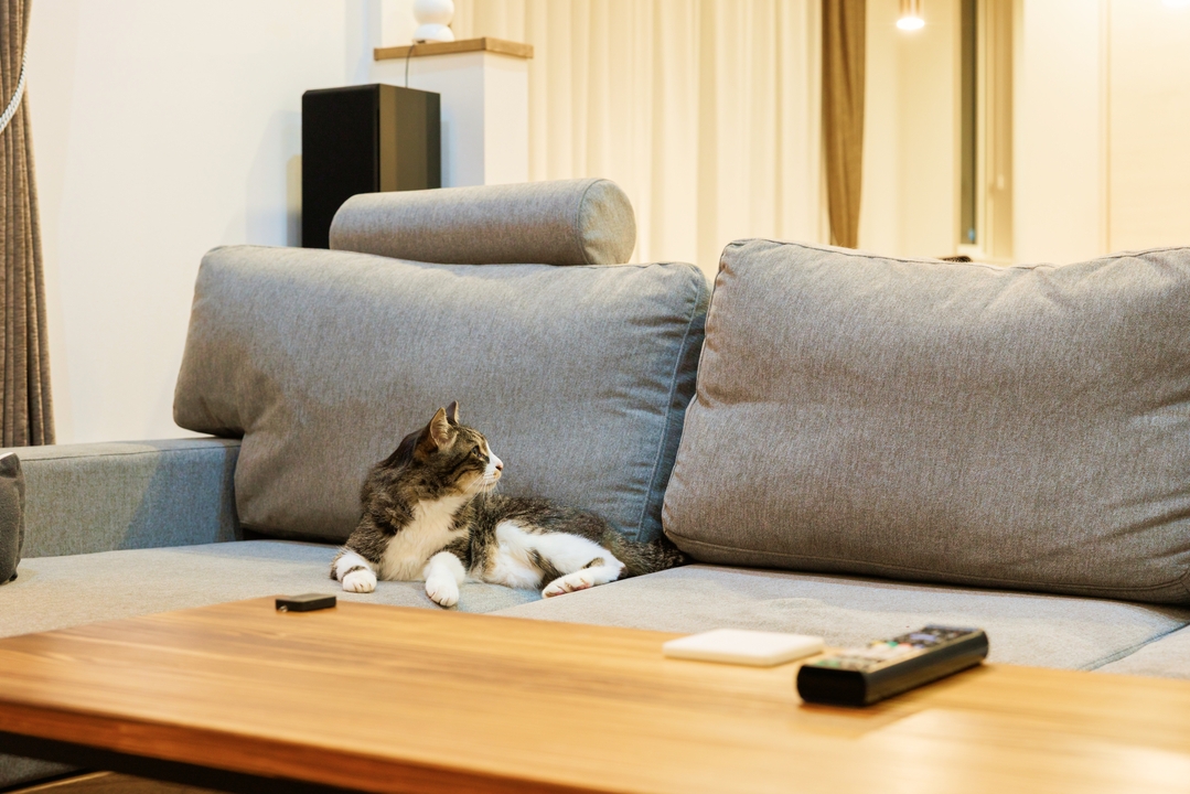 賃貸よりもリラックスする愛猫。ローソファーがお気に入り
